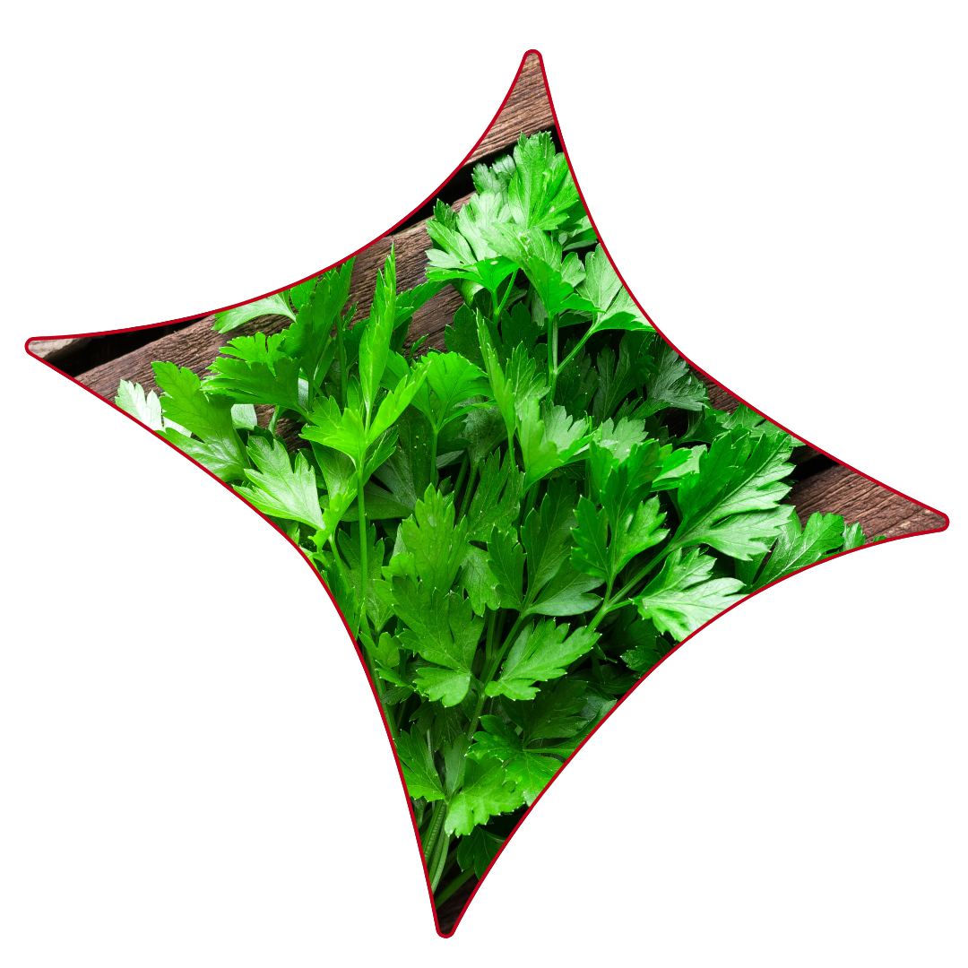 Verdant parsley